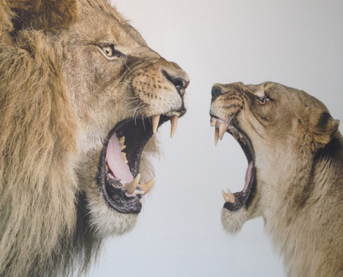 Impression murale interieure lions BF Impressions Murales