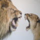 Impression murale interieure lions BF Impressions Murales